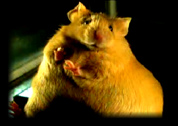 BPA fetal womb exposure DNA methylation Agouti mice epigenome epigenetic genetic obese obesity fat blond