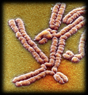 Antimony chromosome rearrangements SEM