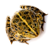 Frogs as an indicator of human toxicity