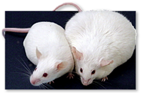 Hormesis DES mouse