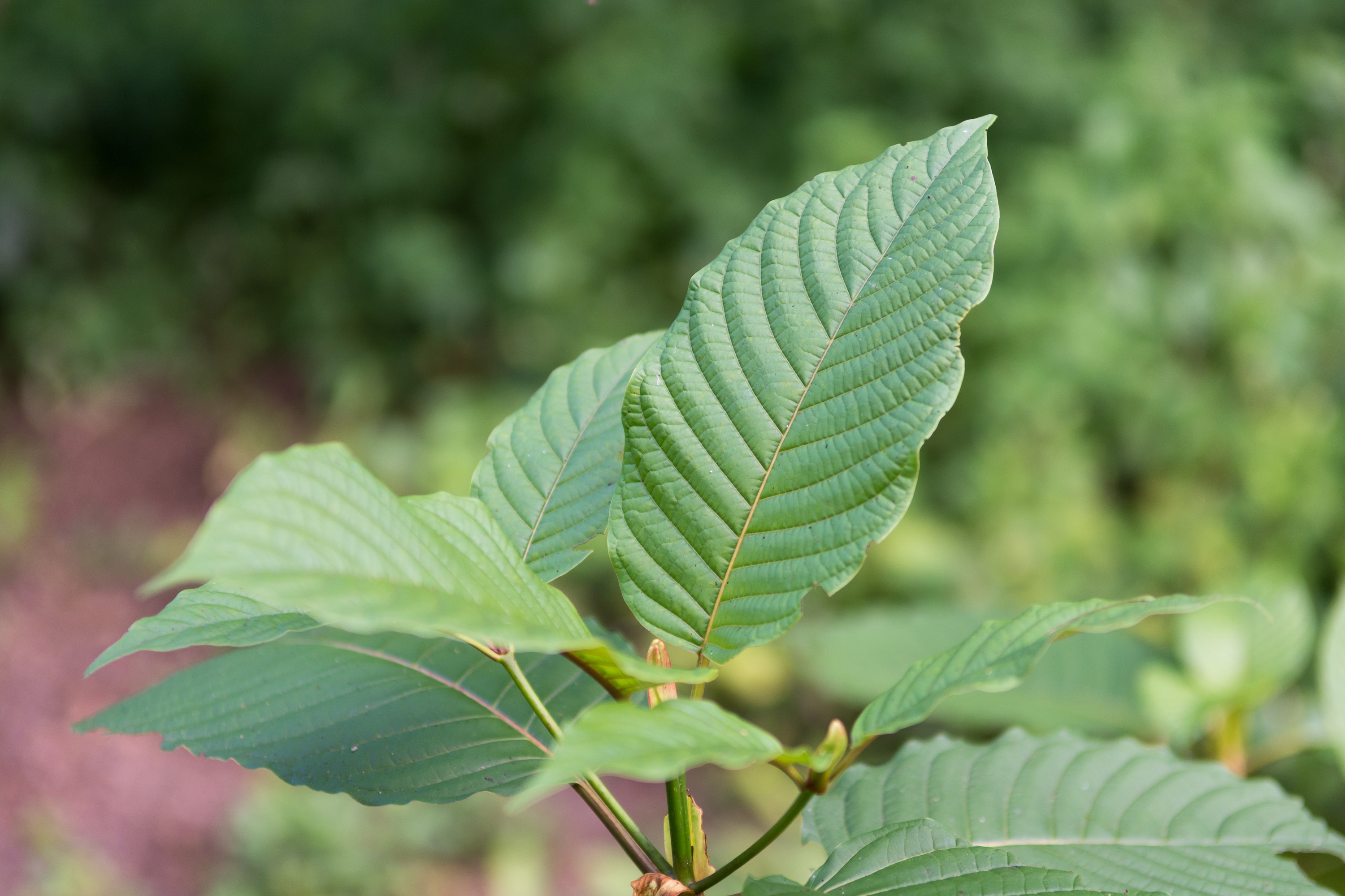 Mitragyna speciosa or Kratom leaves Naturally Increase Endorphins