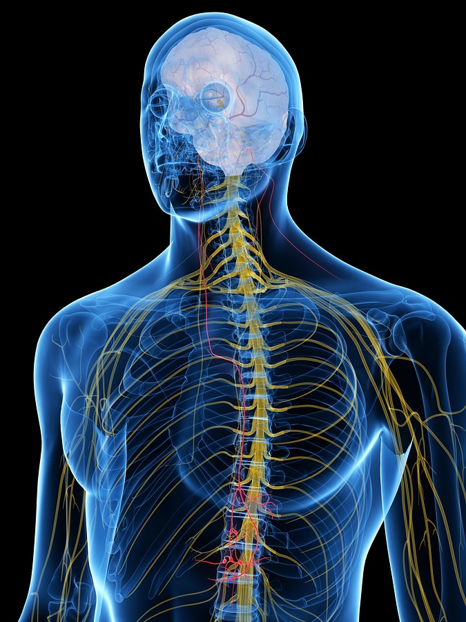 Vagus Nerve