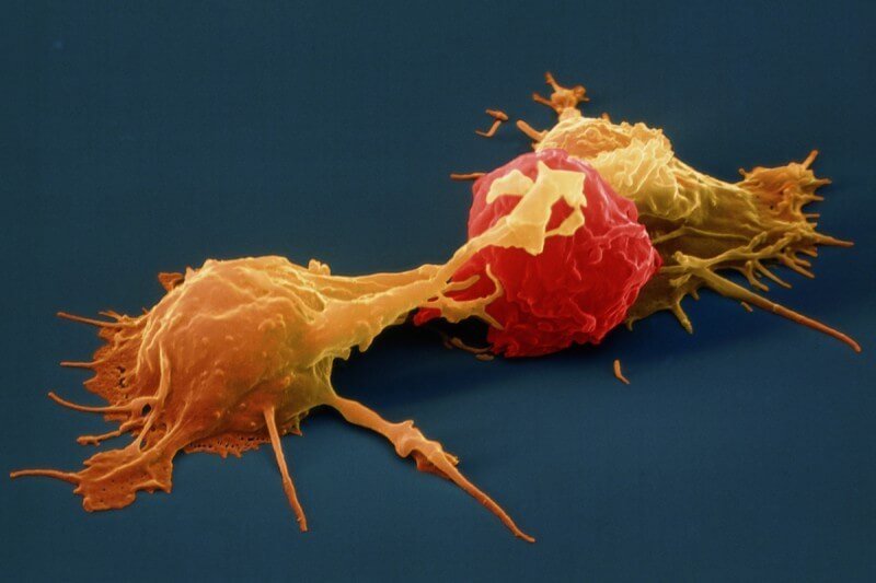 Natural Killer Cells