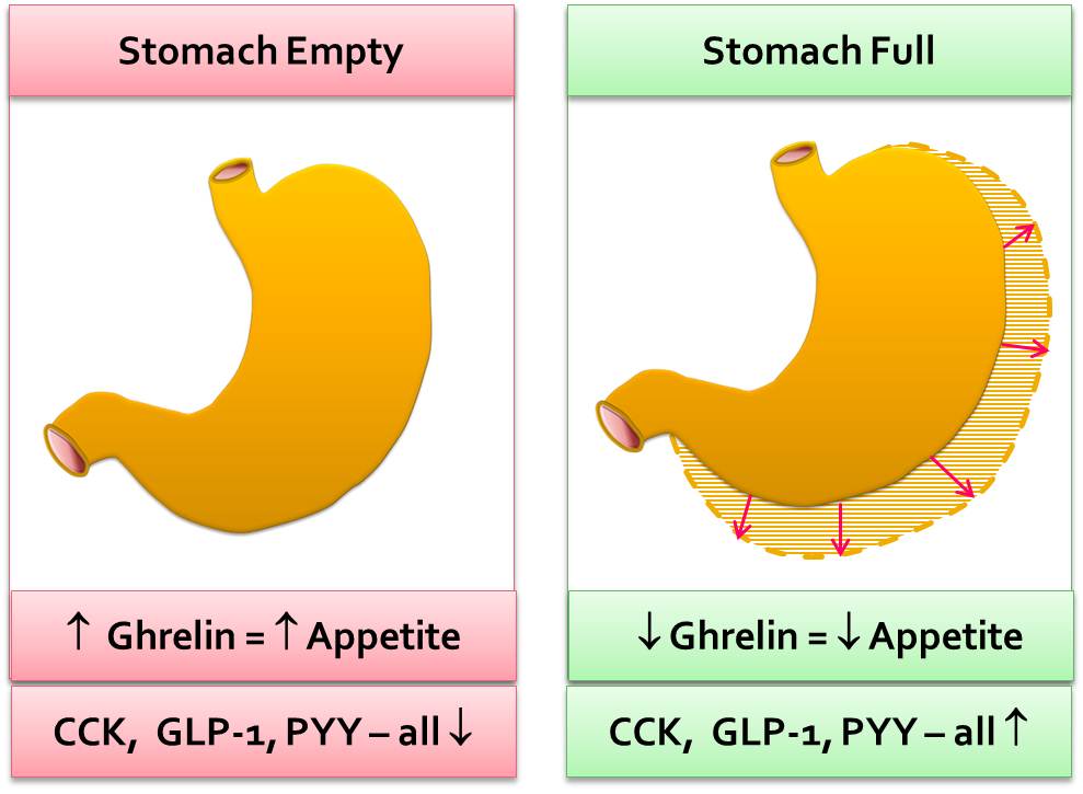 Stomach