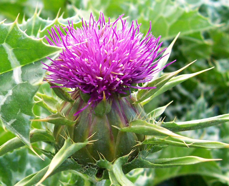 Milk thistle flower