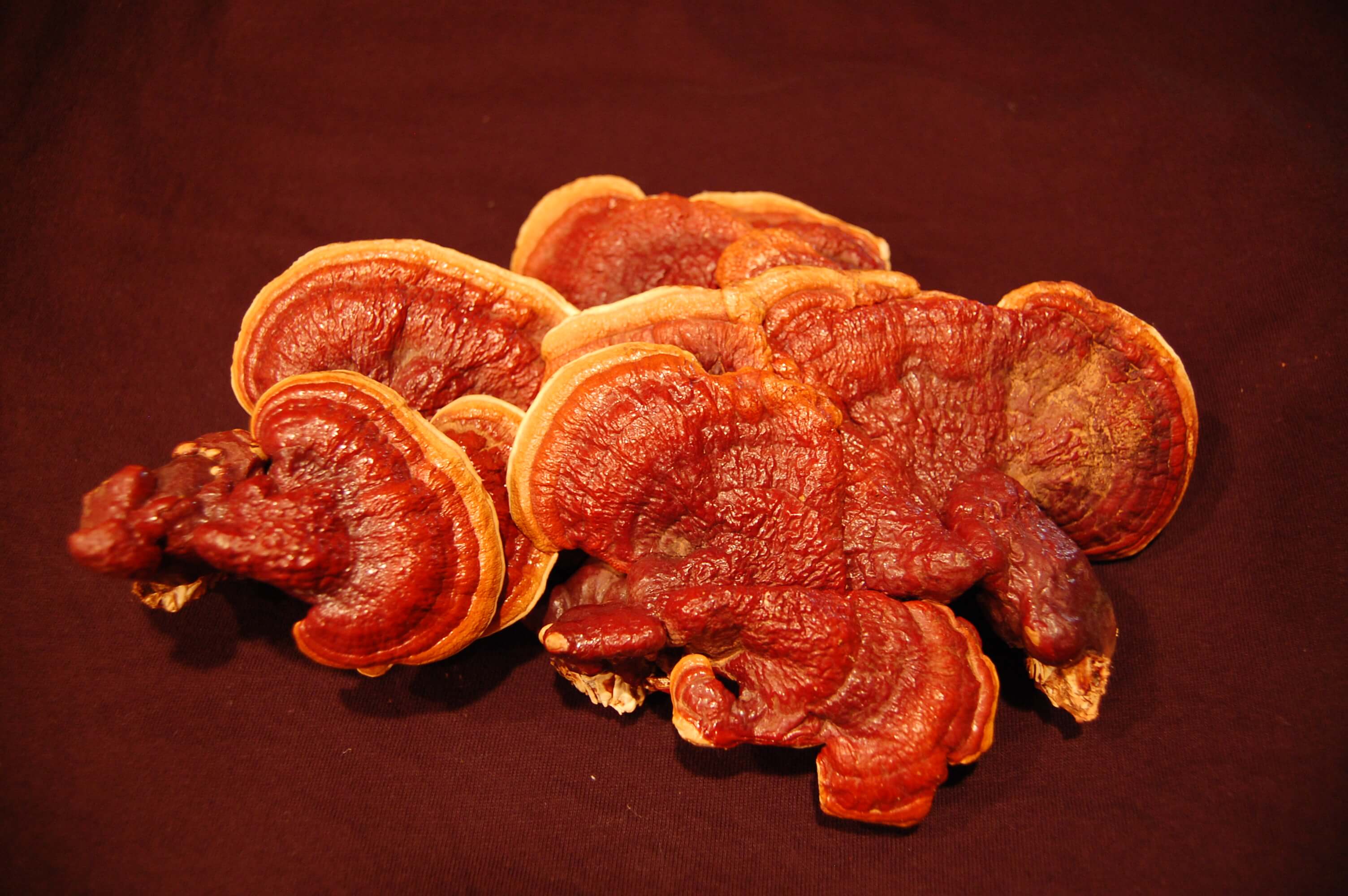 Reishi www.apforganic.com