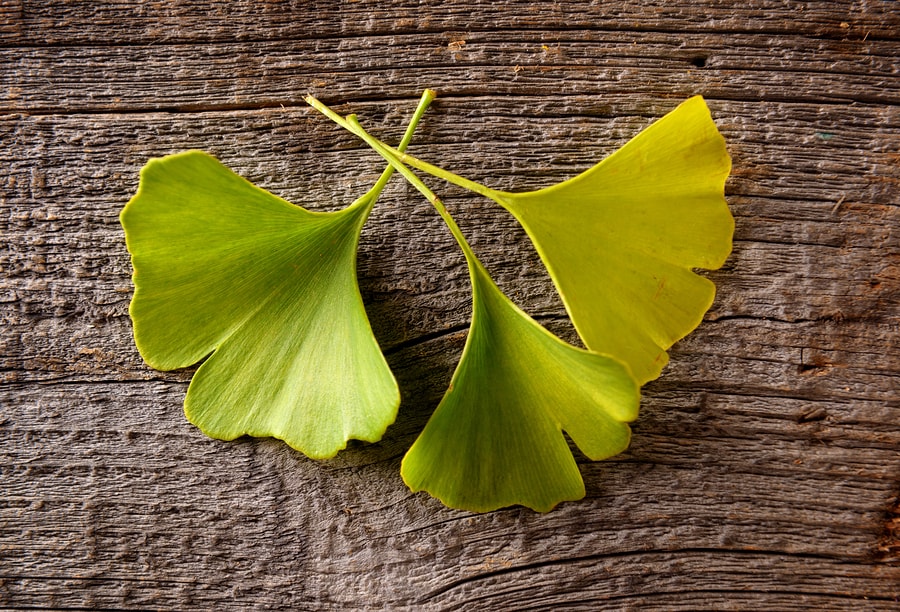 Ginkgo Biloba
