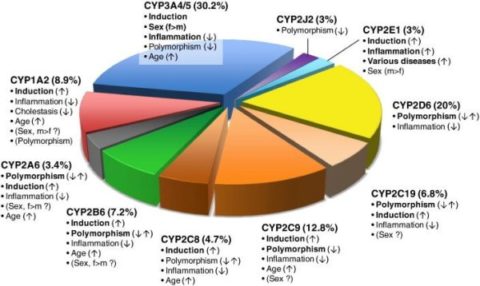 cyp-function