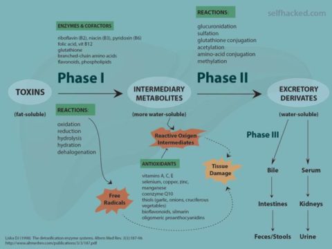 detoxification2