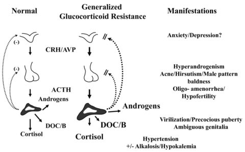 Glucocorticoid Receptors