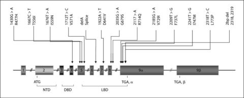 Location of the known mutations of the NR3C1 gene causing Chrousos syndrome
