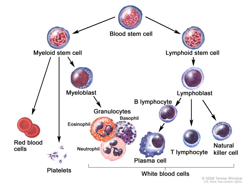 Lymphocytes
