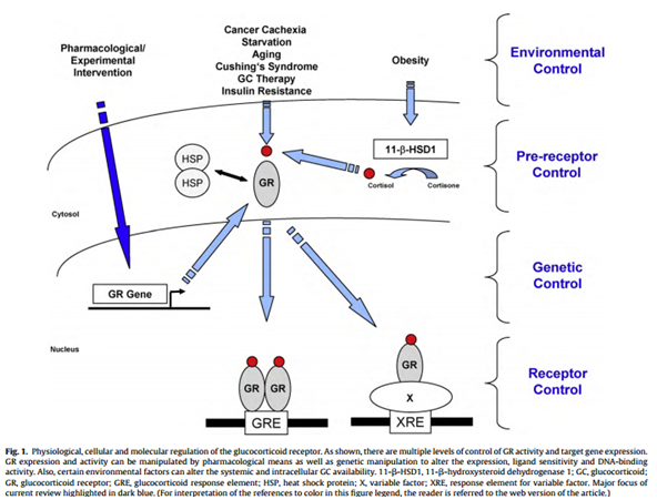 Glucocorticoid receptor