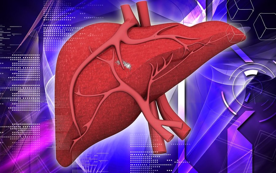 liver