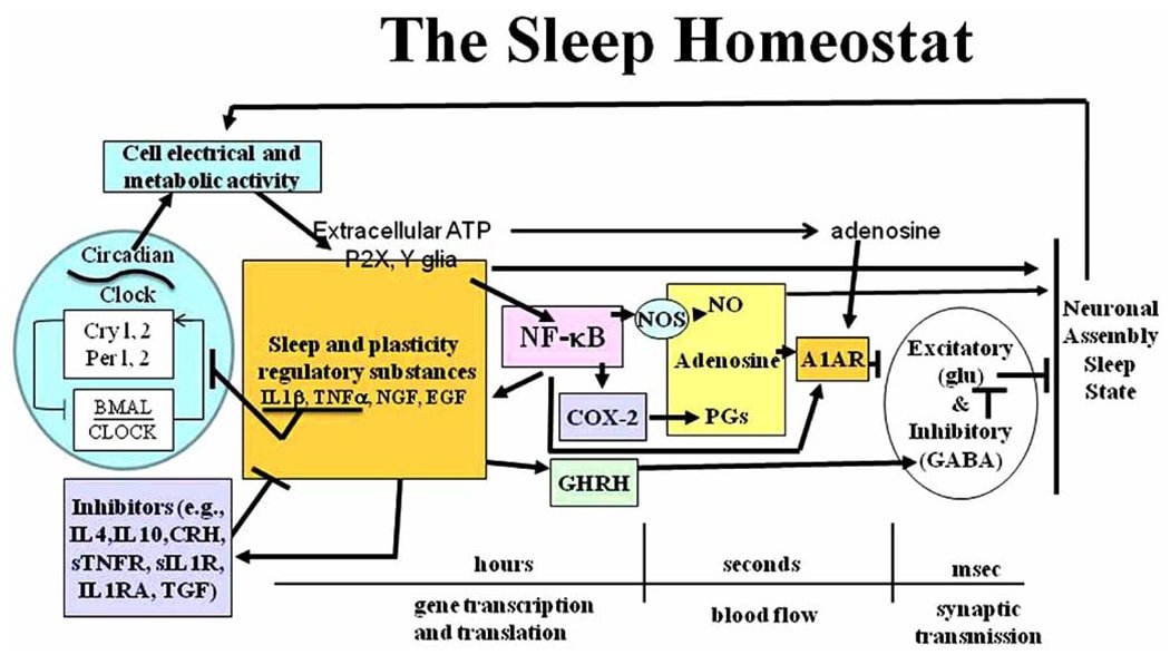 Physiology of sleep