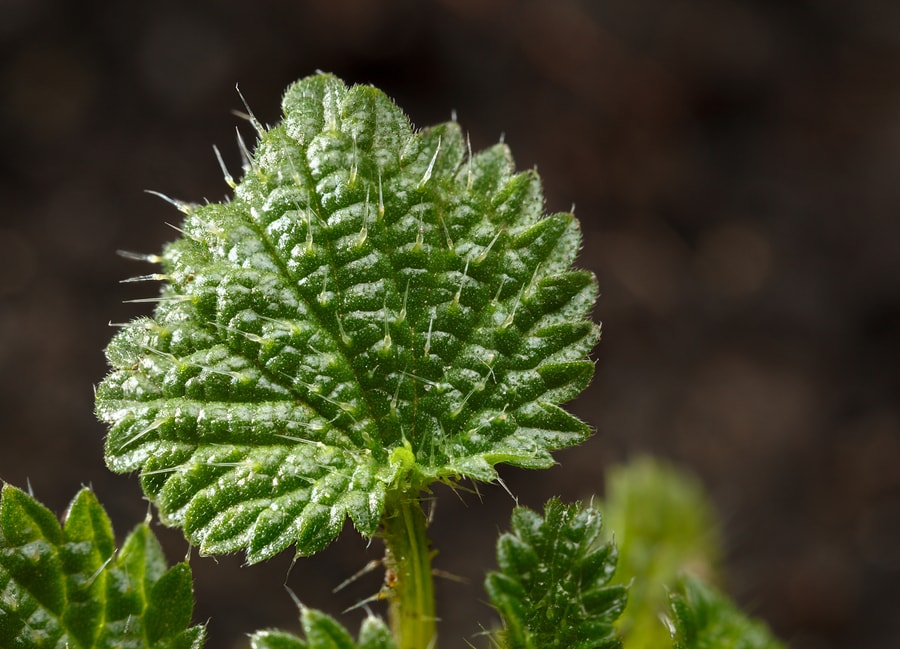Stinging Nettle