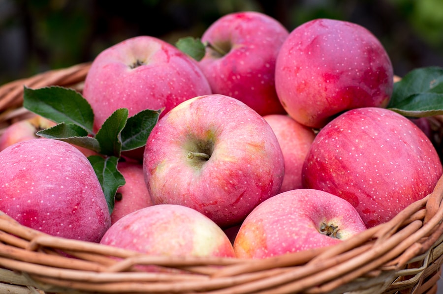 apples