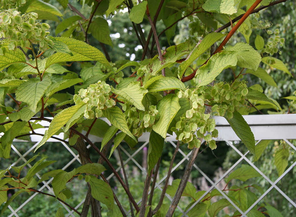 Thunder God Vine