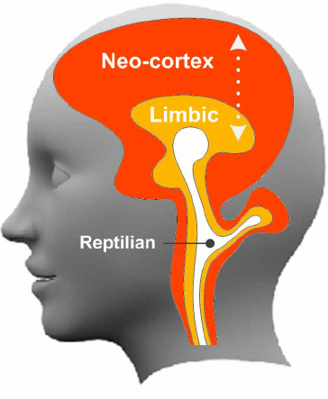 The triune brain